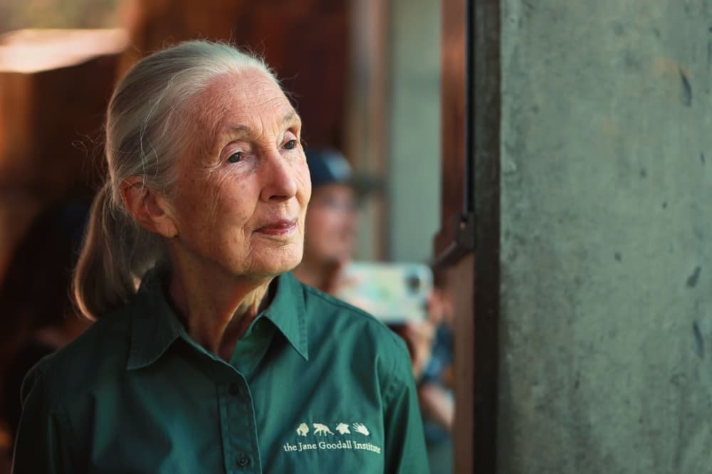 An image of Jane Goodall. 