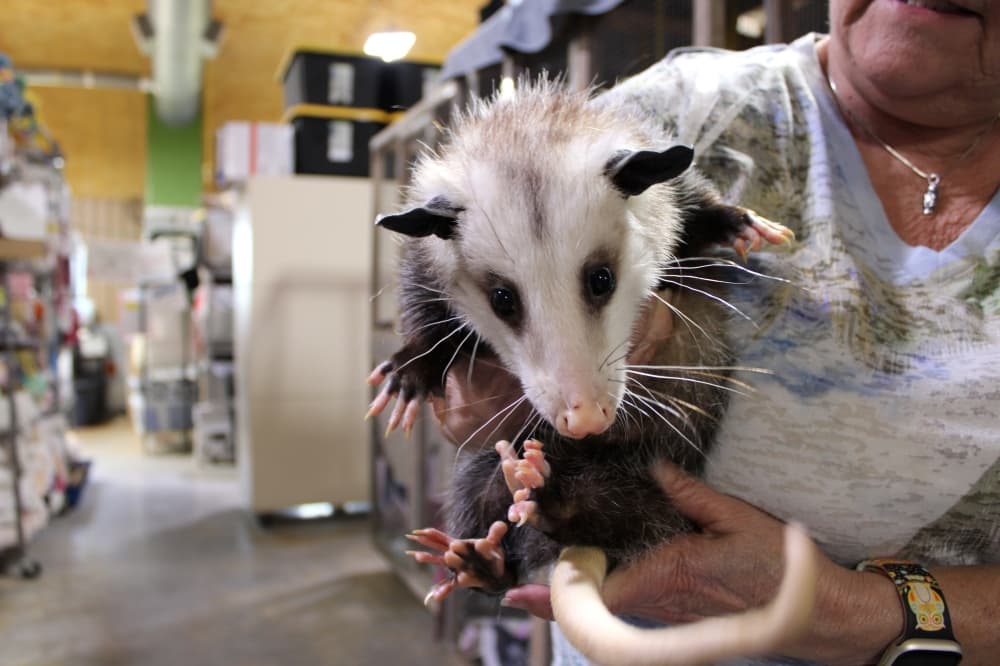 Inside All Things Wild Rehabilitation's indoor facility, Director Sharon Dunning holds up one of several opossums the nonprofit is caring for.