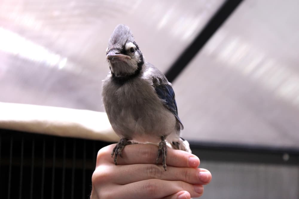 All Things Wild Rehabilitation volunteers and staff nurture orphaned, sick or injured birds back to health, like this blue jay. 