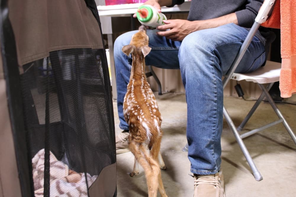 A young fawn received its evening feeding at All Things Wild Rehabilitation on Aug. 5. 