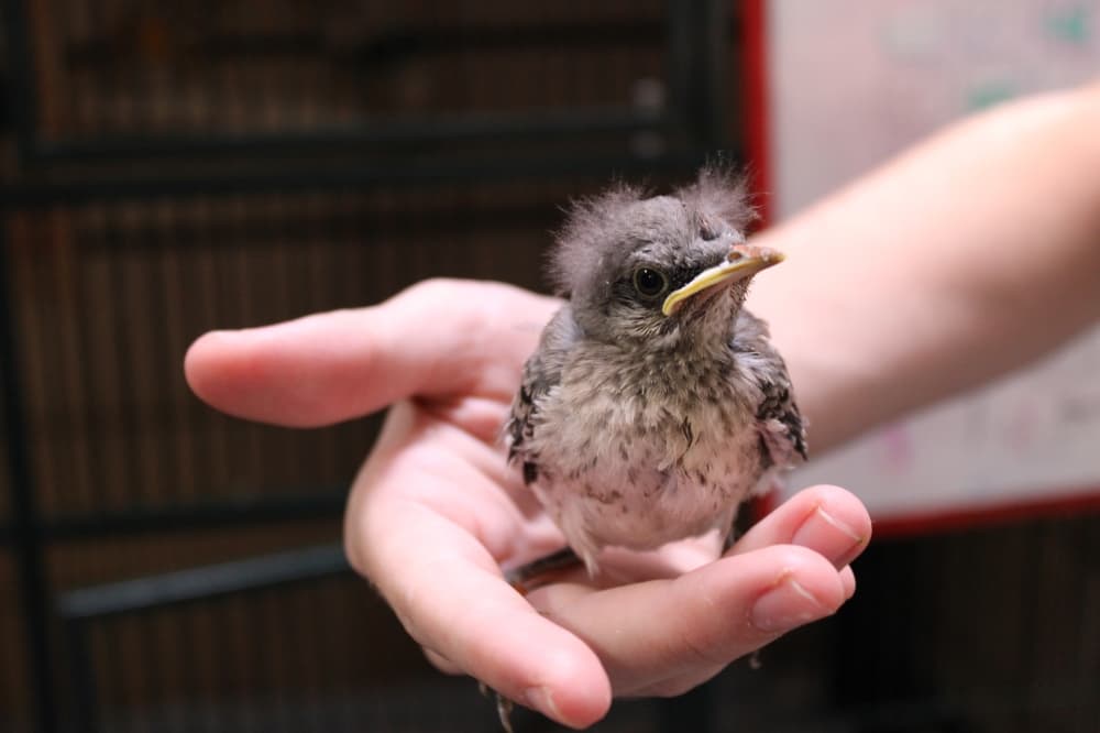 Nonprofit All Things Wild Rehabilitation helps injured animals return home