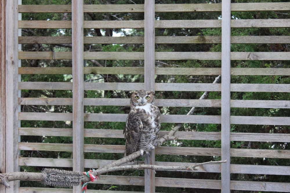 All Things Wild Rehabilitation Director Sharon Dunning said she enjoys releasing owls, hawks and vultures back into the wild after they're rehabilitated. (Anna Maness/Community Impact)