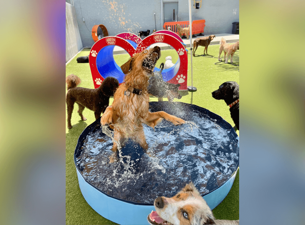 Dogs playing in cage-free daycare yard at Wag’n World in Houston, enjoying supervised group play and fresh air in Montrose. 