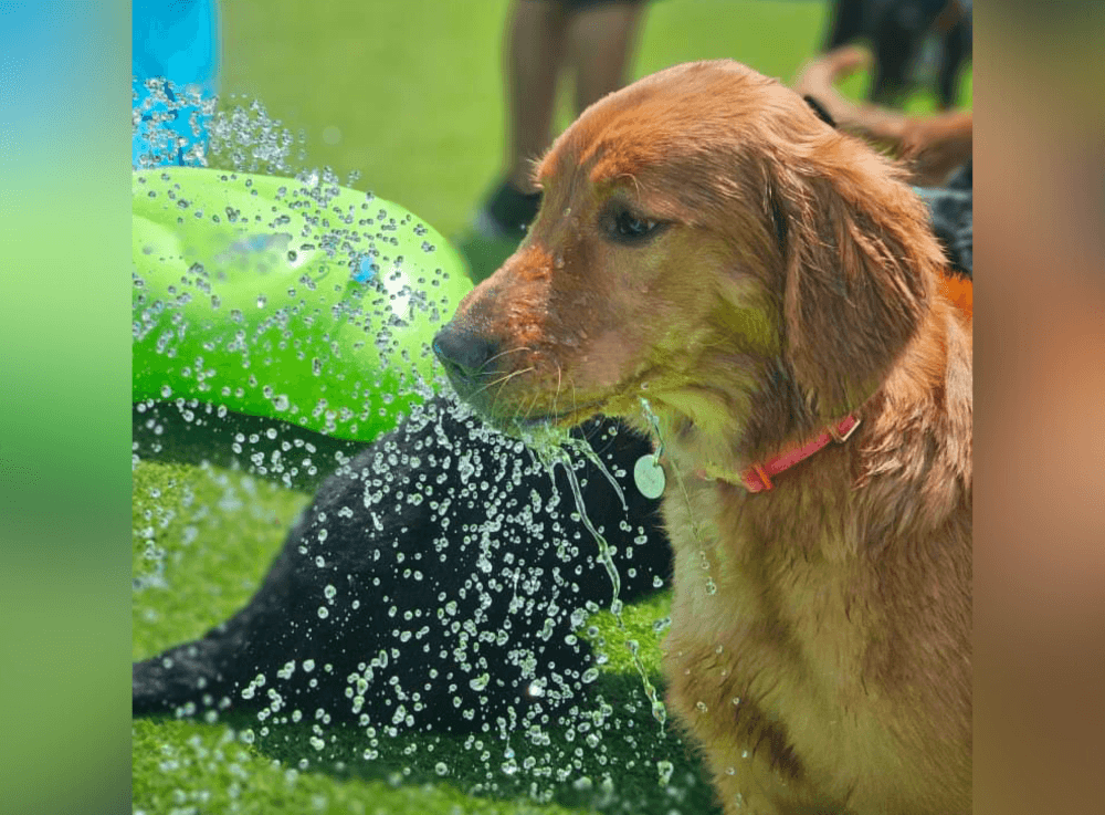 Dog receiving a relaxing bath and grooming service at Wag’n World pet care facility in The Heights Houston.