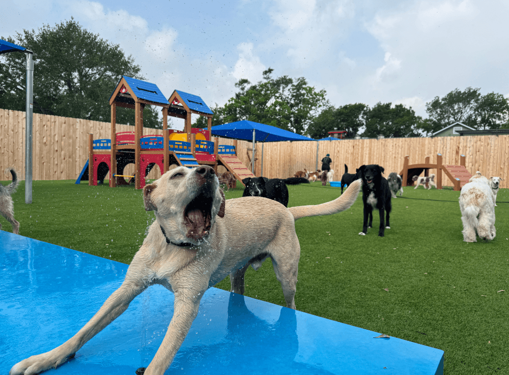 Large outdoor play yard with turf and shaded areas for dogs at Wag’n World dog daycare in Houston in The heights. 