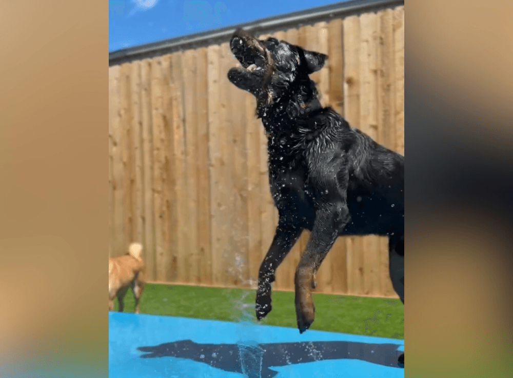 Group of dogs enjoying cage-free playtime at Wag’n World Houston with trained staff ensuring safety and fun.