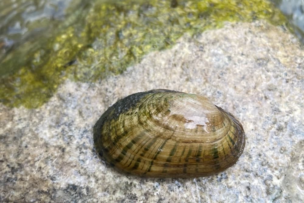 GBRA aims to protect endangered species with habitat conservation plan