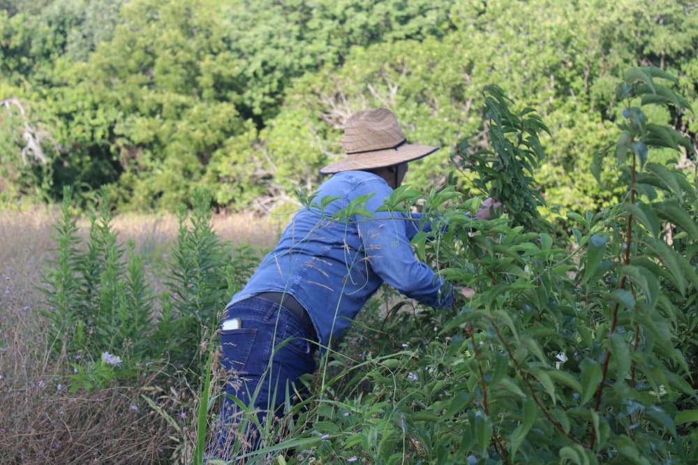 Resident-led conservation effort seeks to remove invasive species in Richardson creek