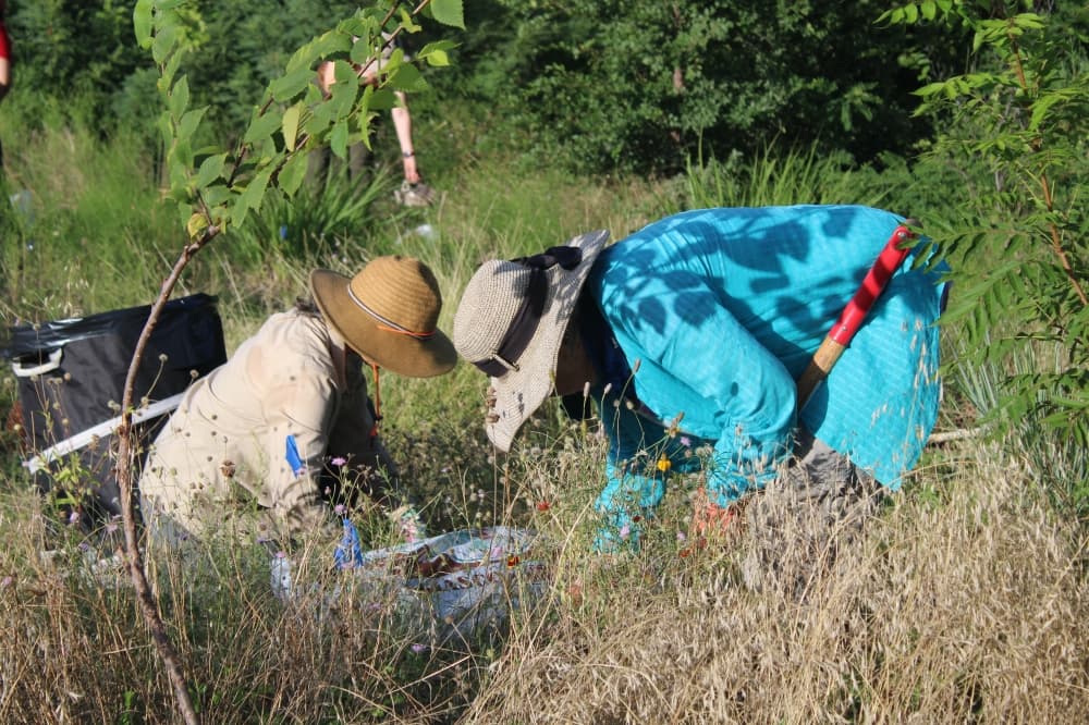 Volunteers removing invasive plant species. 