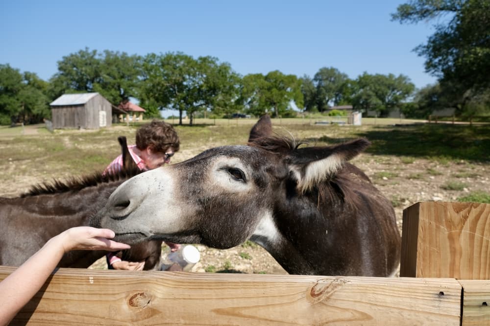 donkey