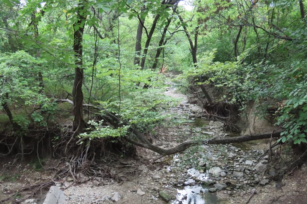 Arbor Hills Nature Preserve is located at 6701 W. Parker Road in Plano. (Jacquelyn Burrer/Community Impact)
