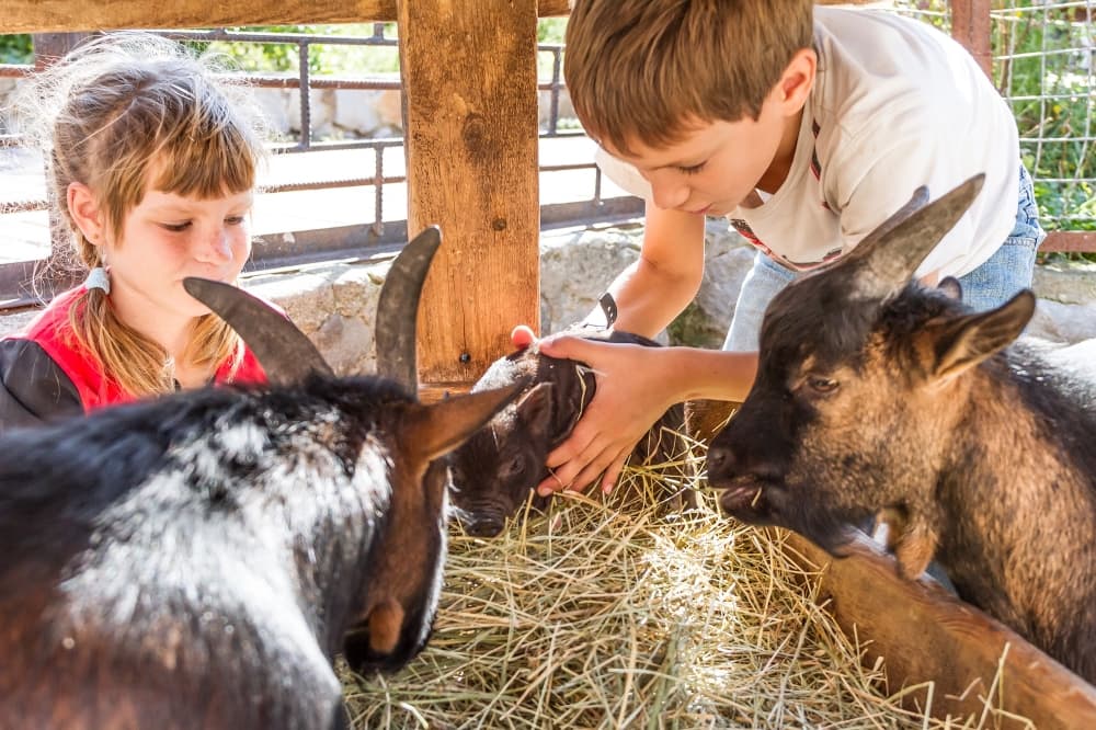 Fall festivals and free pancakes: 8 Southwest Austin events to check out