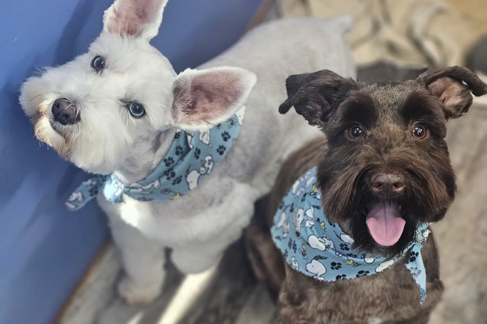 Fur-Vana Mobile Pet Spa now offering grooming services in East Montgomery County, Lake Houston area