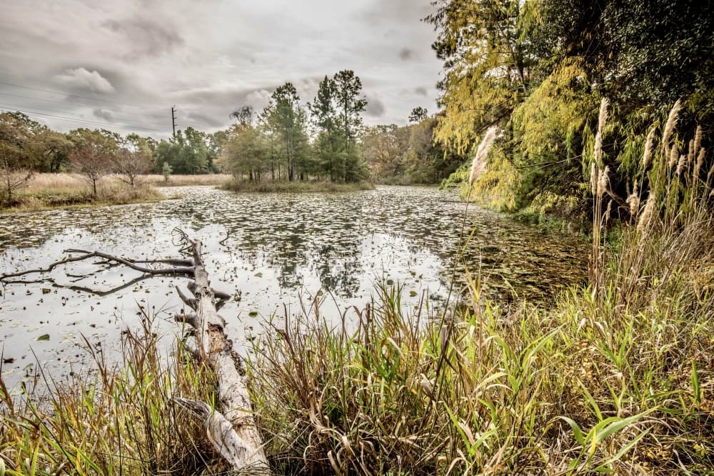 pond
