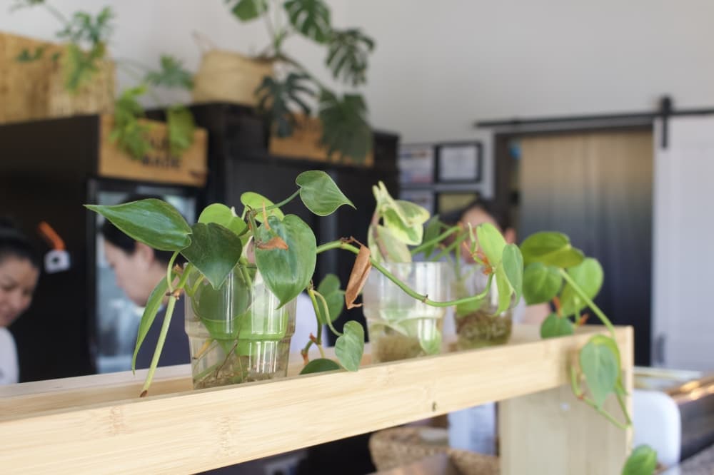Grutogi Bistro is decorated with several kinds of indoor plants. (Mary Katherine Shapiro/Community Impact)