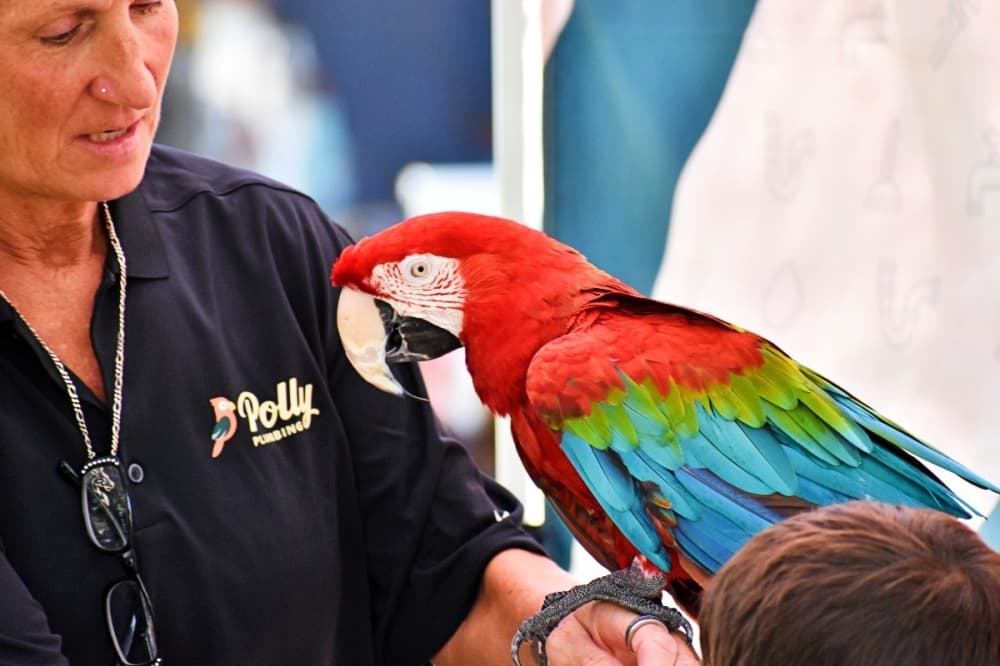 parrot