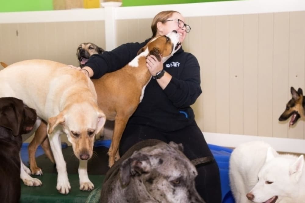 New dog daycare business coming soon to North San Antonio