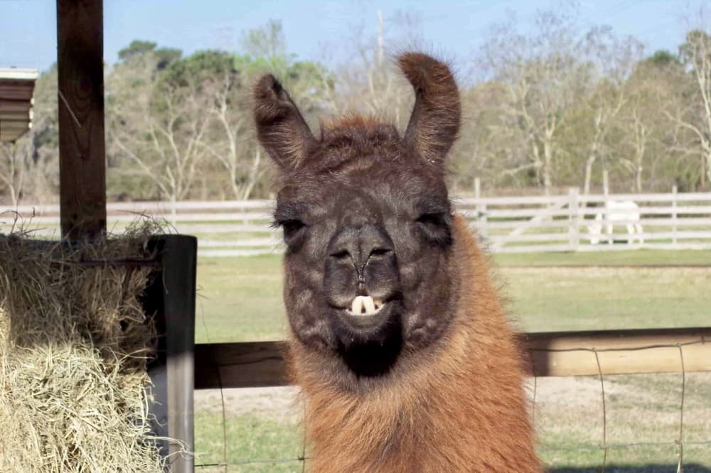 llama 