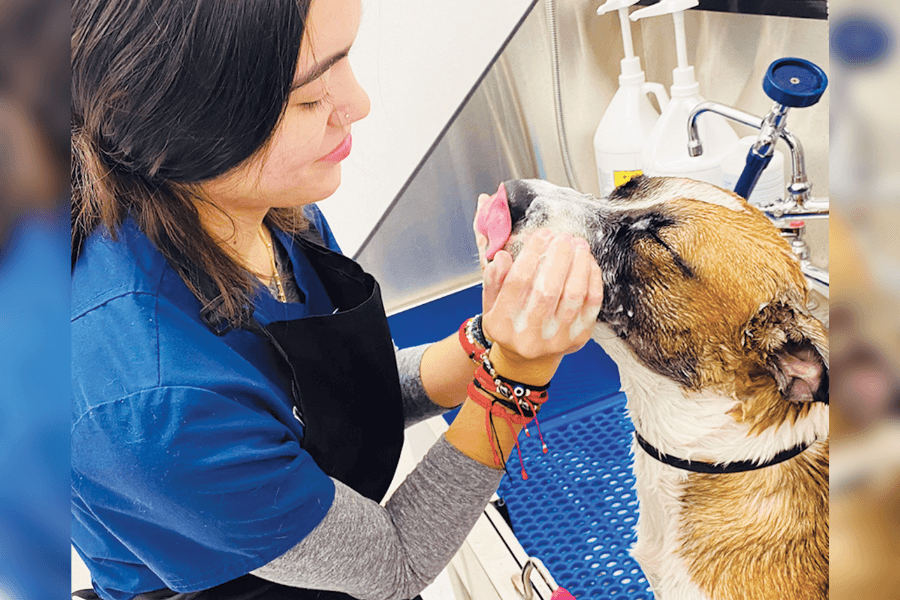 Introducing VO Vets: How a Fort Worth clinic is making pet care easier for families on the go