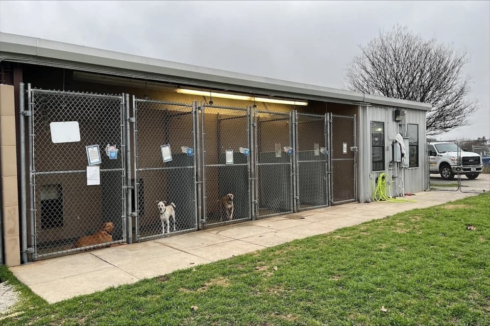 Cibolo City Council approves $897.5K design contract for new animal shelter