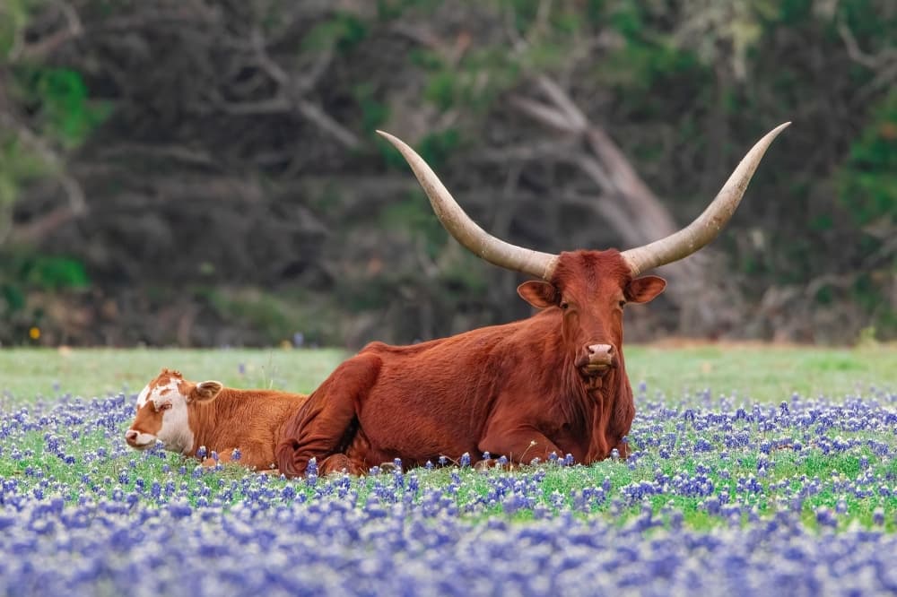 Hill Country Alliance celebrates 20 years with performances by Hill Country musicians
