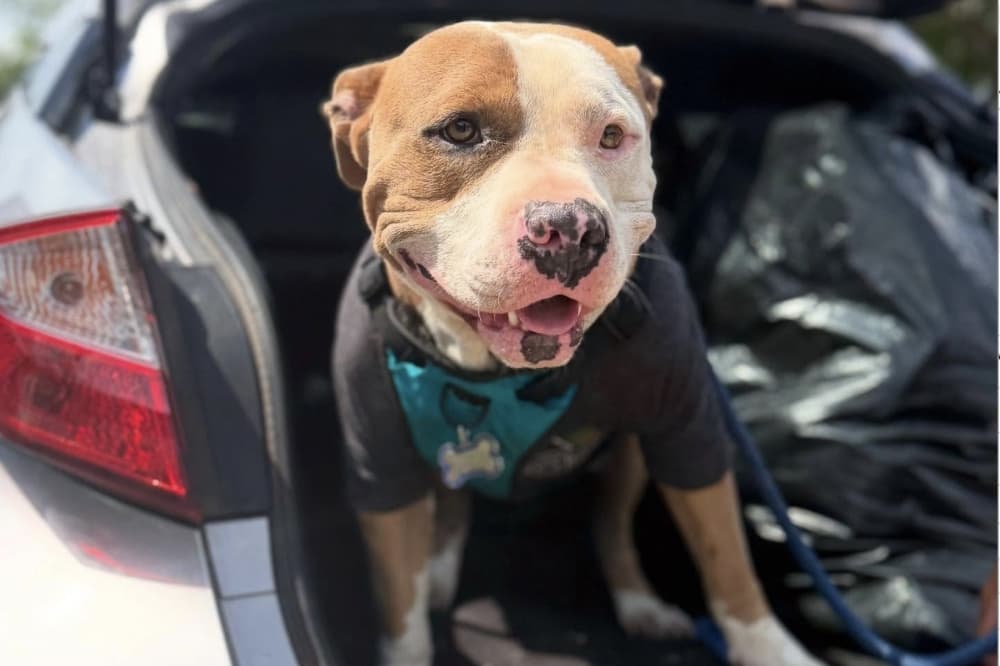 San Antonio adjusts city code to curb pet abandonment