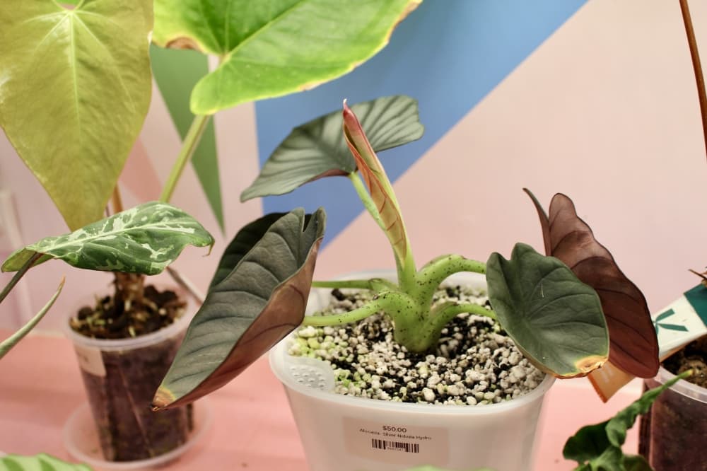plant
