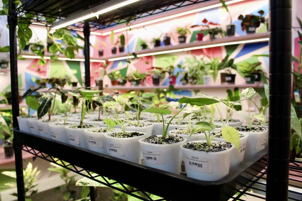 Potted Nursery specializes in exotic indoor plants, handcrafted soil