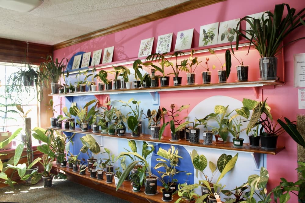 plants