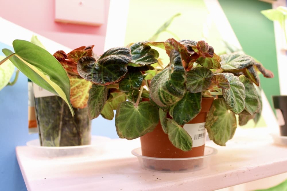 plant