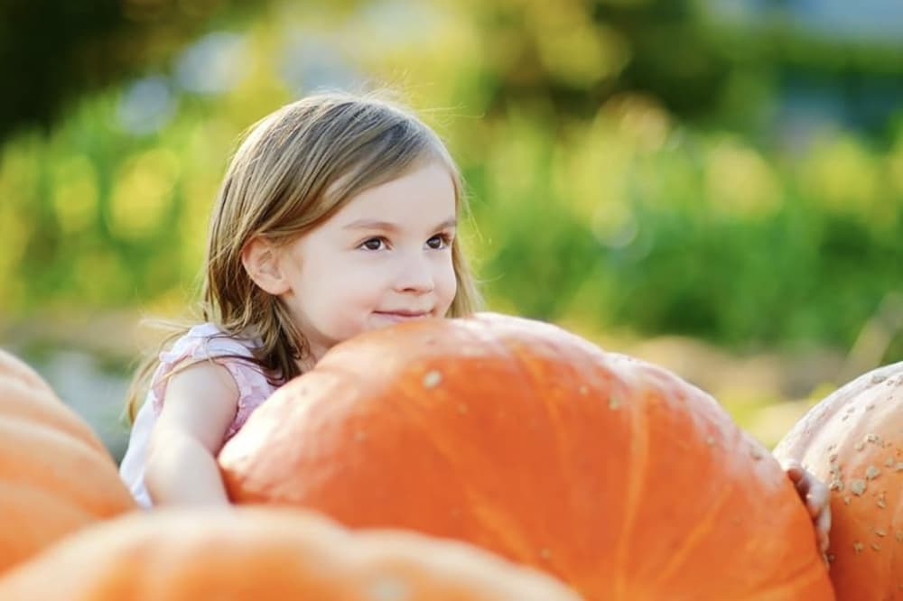 Check out these 8 pumpkin patches and fall events in the Bellaire, Meyerland, West U areas