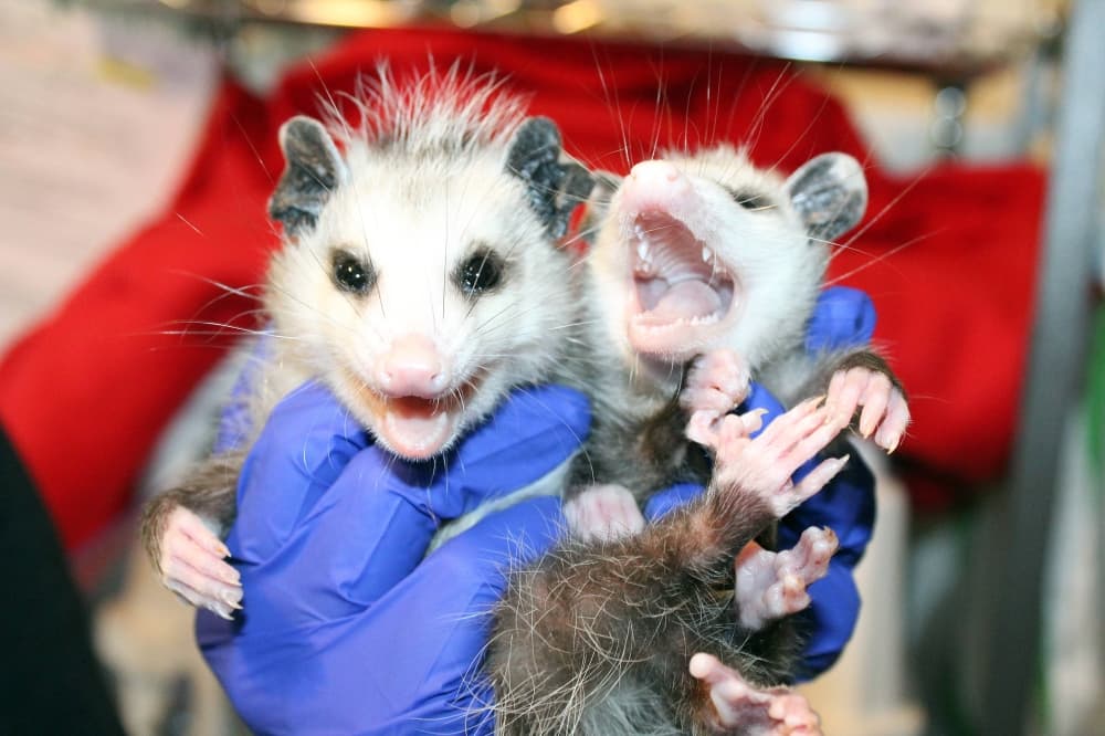 North Texas Wildlife Center rehabs orphaned, injured wildlife in Plano