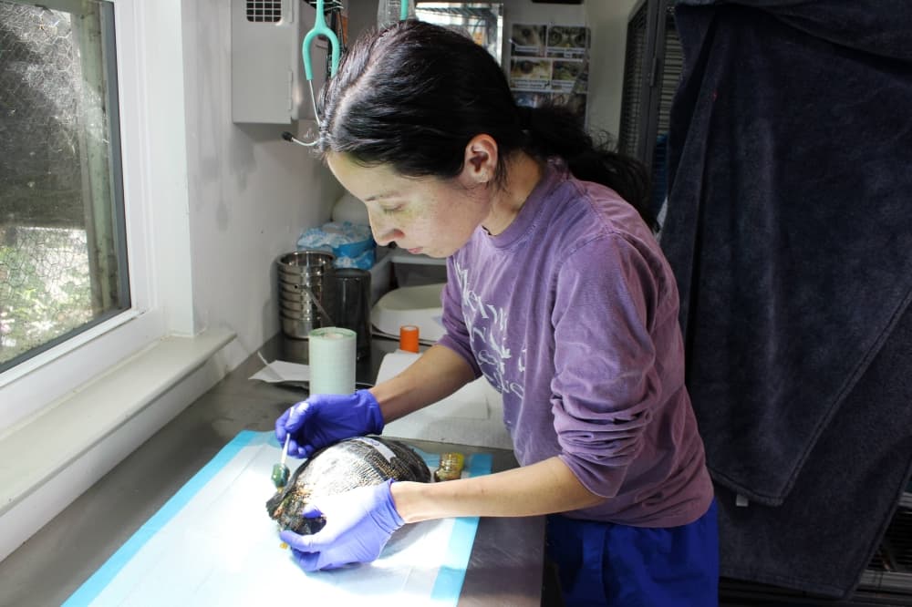 Rebecca Hamlin repairs a turtle’s shell who was hit by a car. (Karen Chaney/Community Impact)
