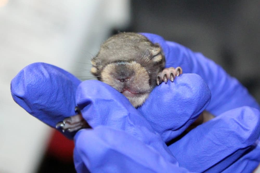 NTXWC treats orphaned wildlife including baby squirrels. (Karen Chaney/Community Impact)