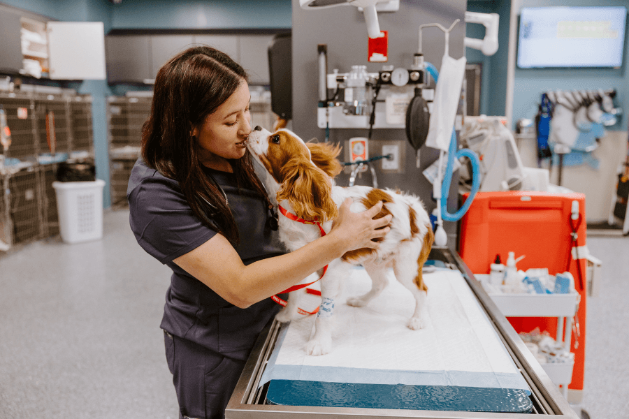 New physician brings critical care to North Dallas VESH, giving pets a second chance at life