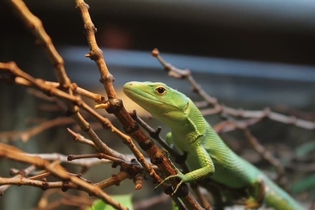Radio-controlled cars and reptile supplies: Check out 16 business updates in central, East McKinney
