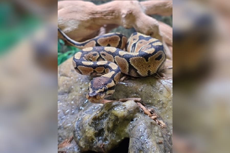 Image of a snake held at The Serpentarium in McKinney