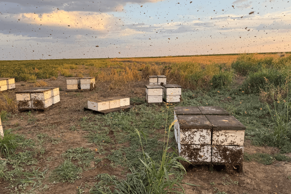 Catch the buzz: How Wild Honey Box’s next generation is spicing up the family business