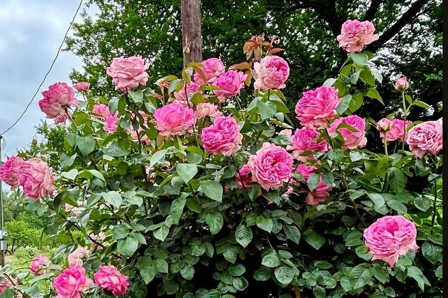rose garden in Denton