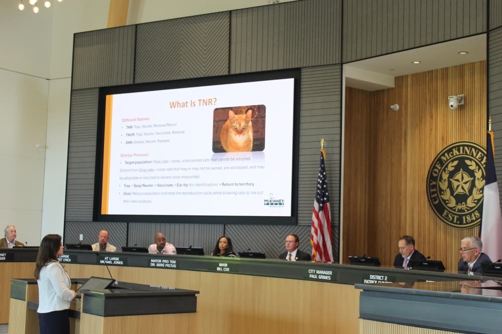 McKinney council discusses potential trap-neuter-release program for feral cats