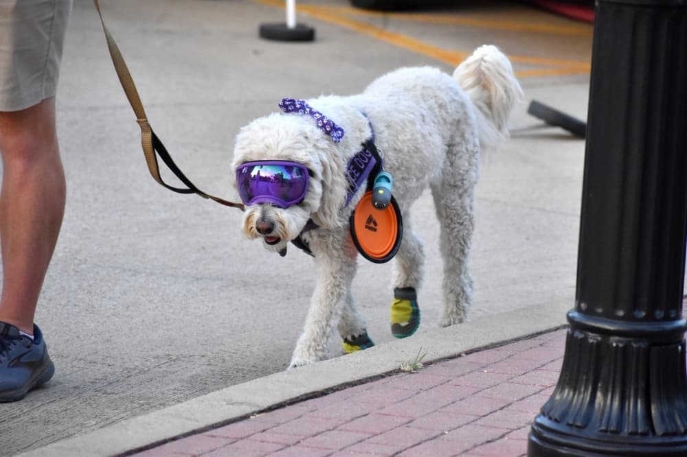 dog walking with glasses on 