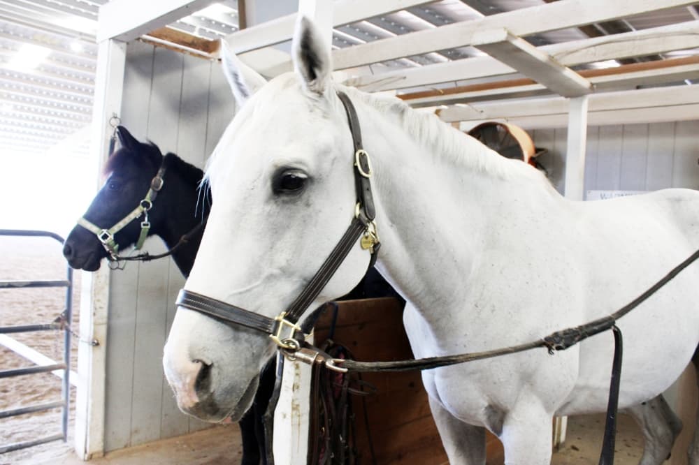 White horse standing next to a black horse next to a covered arena. 