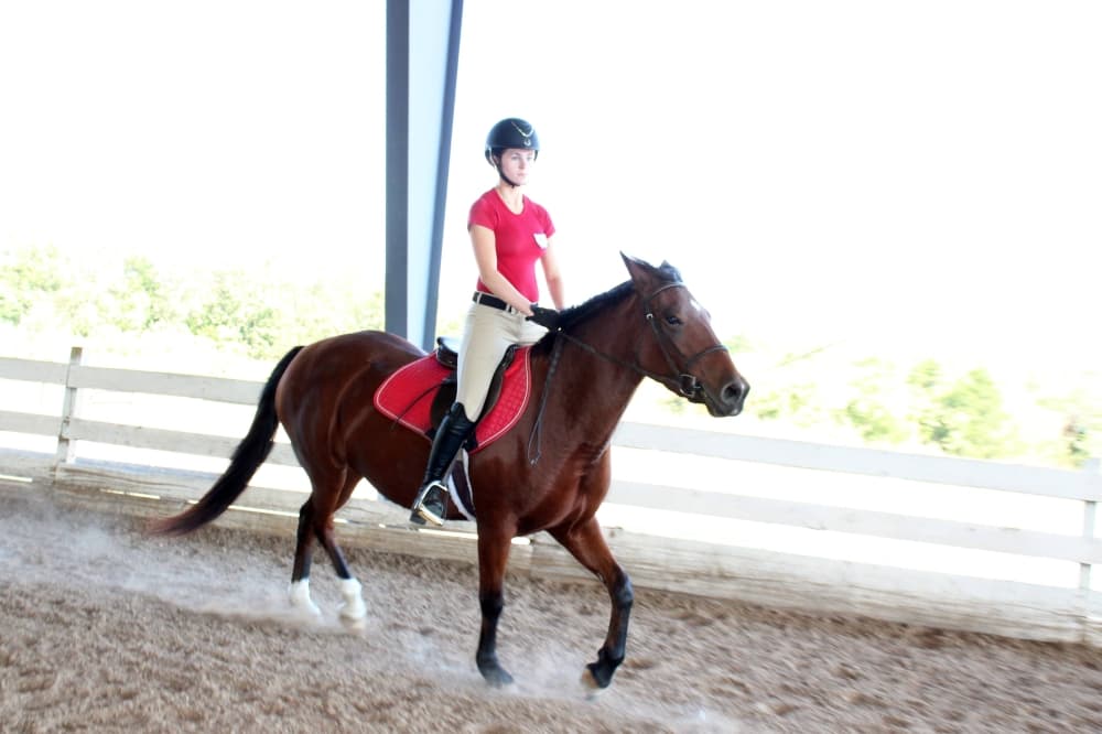 Female riding a horse in a covered arena. 