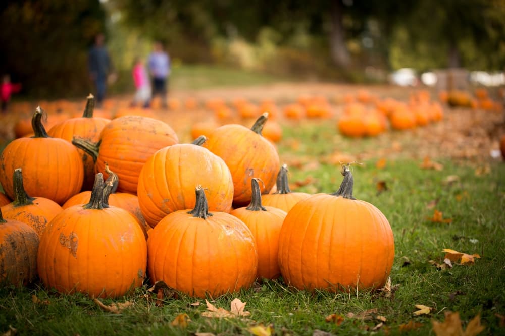 See 7 events happening this weekend around the Tomball area, Oct. 17-19