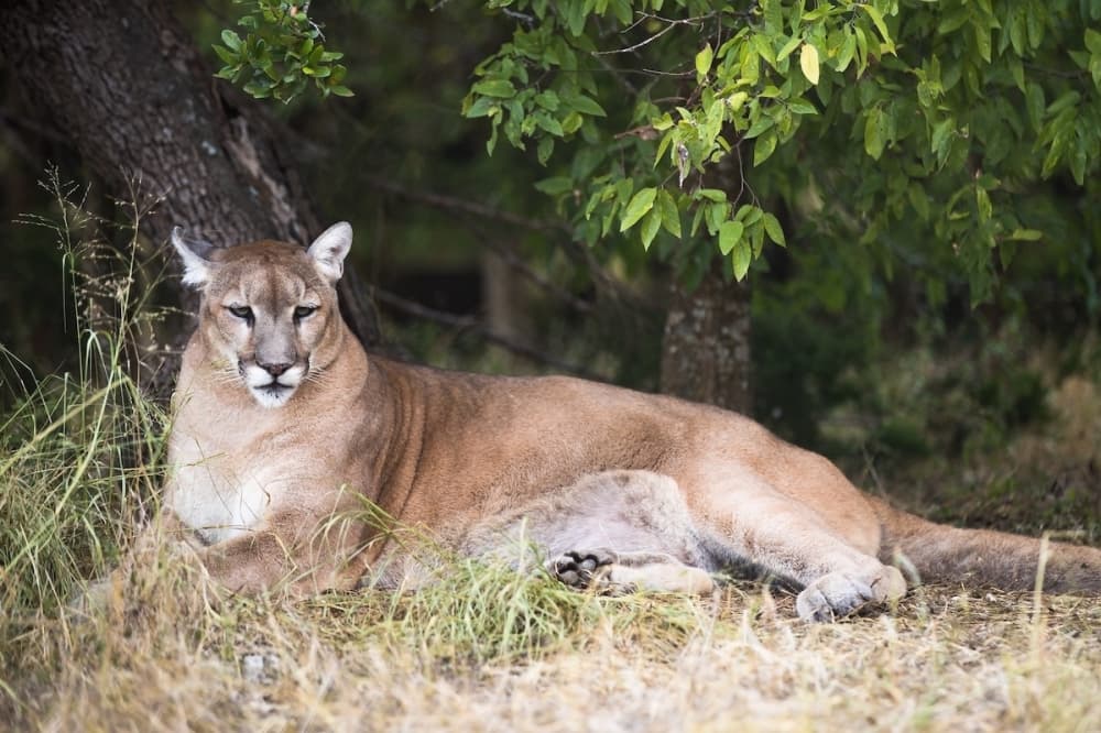 A female lion lays on the grass.
