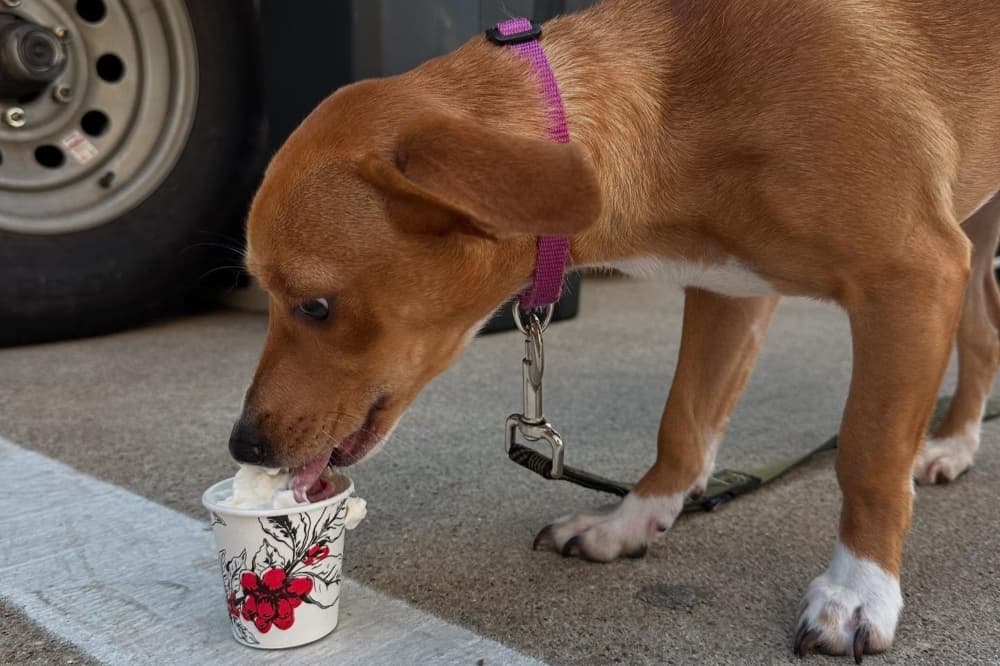 a dog licking whipped cream from a cup