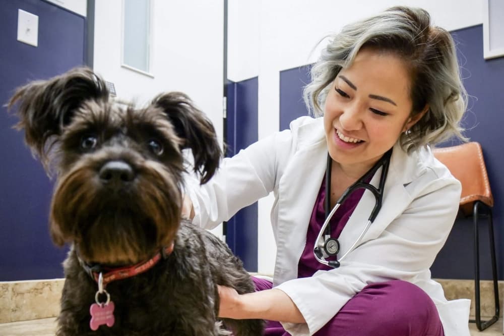 PawDoc Surgery + Dental Center now open in Katy