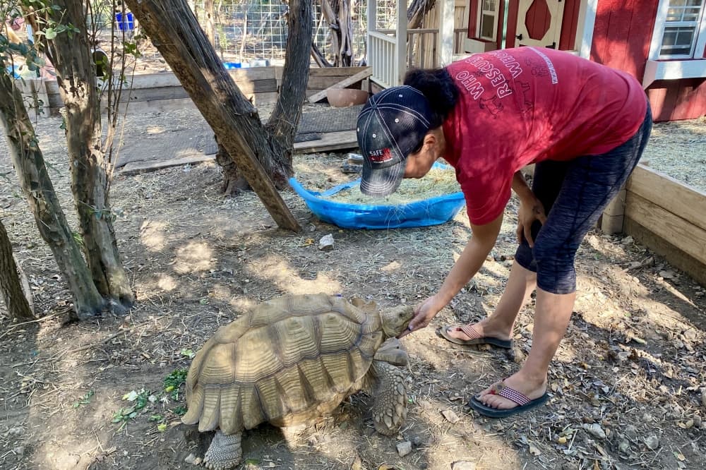 Jamie Wallace-Griner, founder and president of Safe in Austin, houses around 240 rescue animals at the Leander property. (Katlynn Fox/Community Impact)