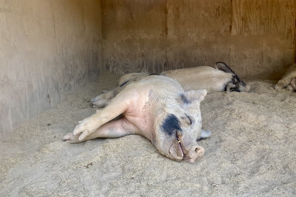 Safe in Austin is home to over a dozen pigs. Jamie Wallace-Griner said that one thing she emphasizes to visitors is that they are not a petting zoo and animals are not asked to do anything they don't want to do. (Katlynn Fox/Community Impact)