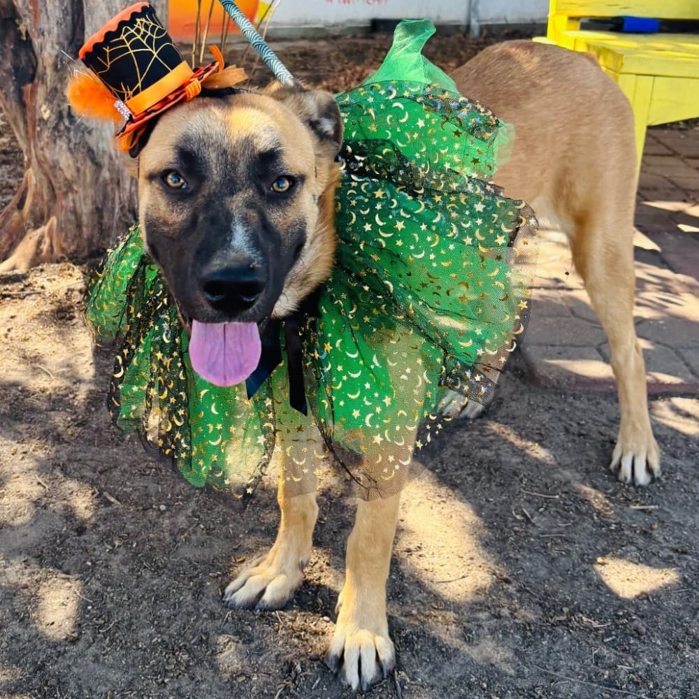 An image of one of the dogs for adoption. 